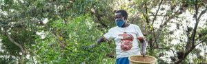 Les Africains en première ligne face à la crise de la biodiversité
