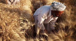 Les prix mondiaux des denrées alimentaires ont encore baissé en décembre