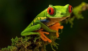 Journée de la biodiversité&nbsp;: l’ONU appelle à construire un avenir partagé pour toutes les formes de vie