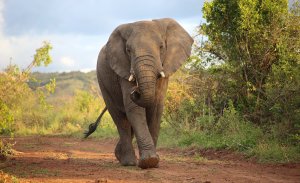 Makokou&nbsp;: Un villageois retrouvé mort après avoir été attaqué et blessé par un éléphant